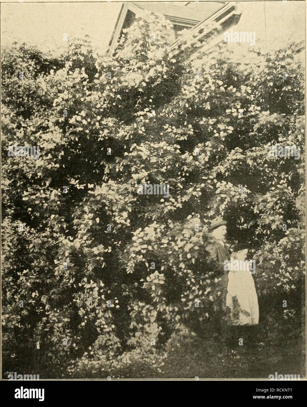 . Gartenwelt sterben. Im Garten arbeiten. VI, 33 Gartenwelt sterben. 391 genommen, denn in vielen Fällen erdrücken sich Ausblicke und eine - pflarizung. Darin ist denn wohl auch der Grund zu suchen, dass die kleineren Vorgärten bei dem Publikum so wenig Beachtung finden, obgleich mit dem kleinsten Platz ein - immerhin etwas genehmes ausgeführt werden kann, und wäre es nur ein ein-faches Zuckerrüben mit sinnreicher Besetzung und unter Berücksich-tigung der verschiedenen Jahreszeiten. Es wäre sehr erfreulich im Allgcmeininteressc, namentlich aber für den ausführenden Land- schaftsgärtner, wenn beim Bau des Gebäudes von vorn Stockfoto