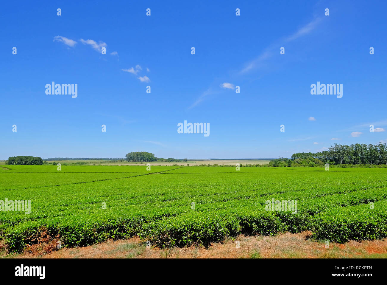 Schöner grüner Mate Tee Plantage Feld in der Provinz Misiones, Argentinien Stockfoto