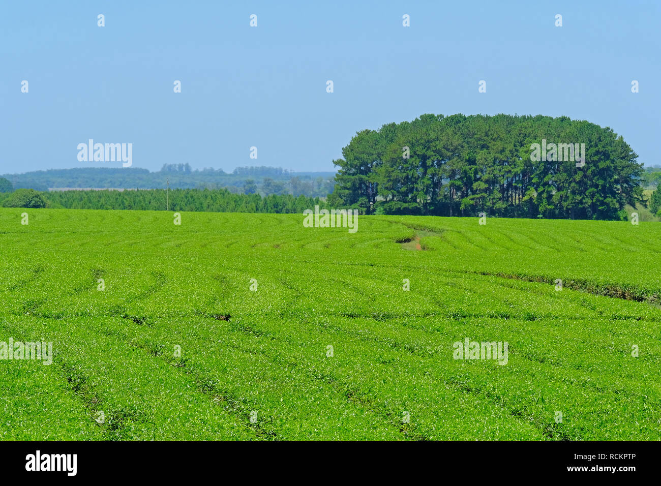 Schöner grüner Mate Tee Plantage Feld in der Provinz Misiones, Argentinien Stockfoto