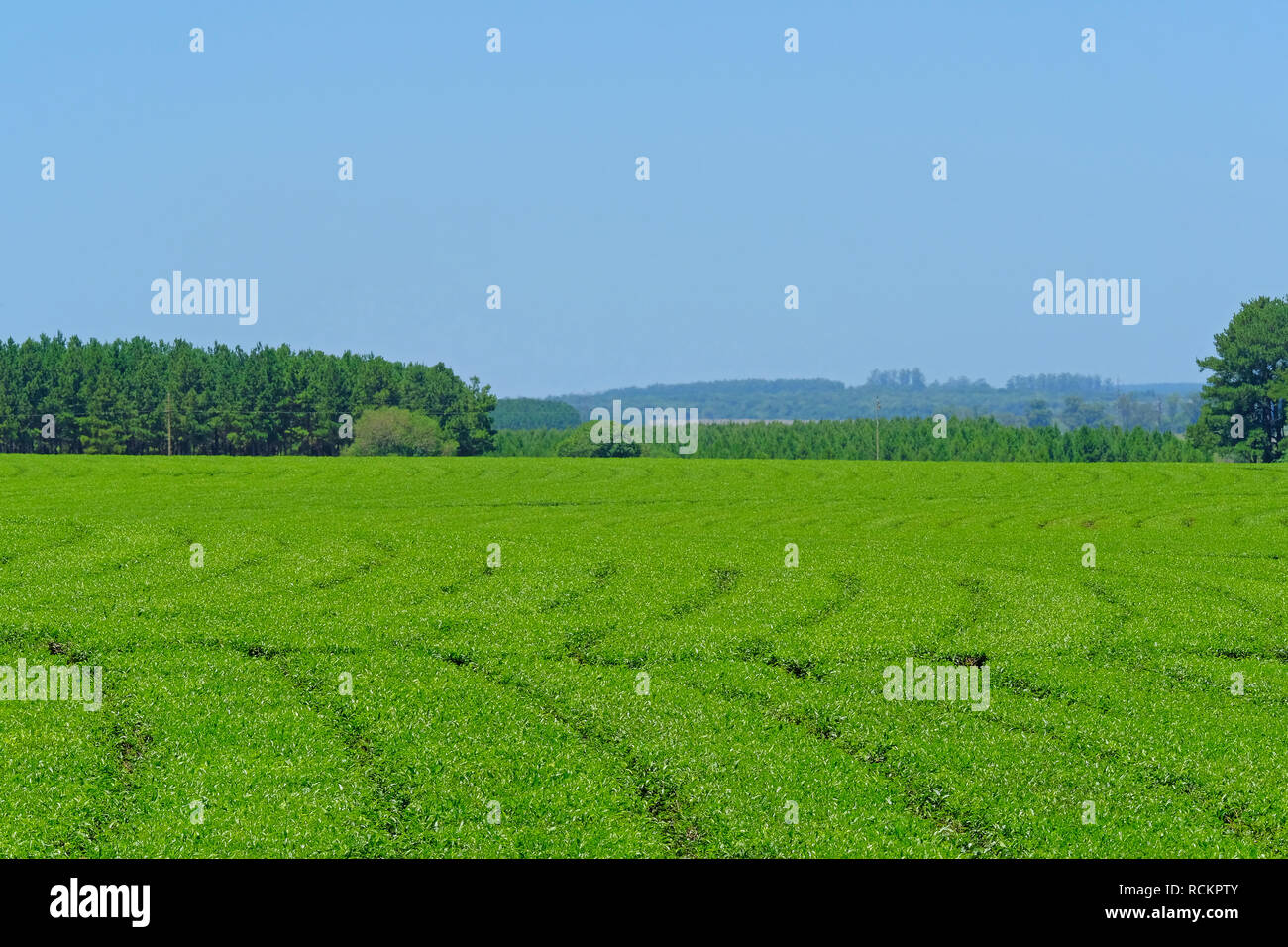 Schöner grüner Mate Tee Plantage Feld in der Provinz Misiones, Argentinien Stockfoto