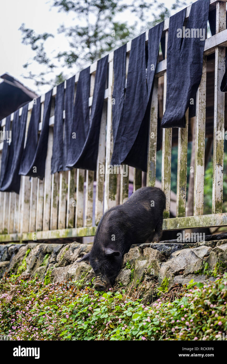 Schweine, die sich in dem Dorf, Cat Cat, einem traditionellen schwarzen H'Mong Minderheitendorf, Sa Pa, nordwestlichen Vietnam Stockfoto