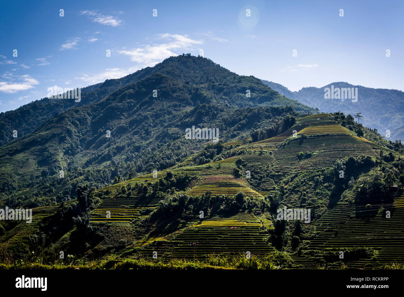 Reisterrassen, Hoang Lien Son Berge, Sa Pa, nordwestlichen Vietnam Stockfoto