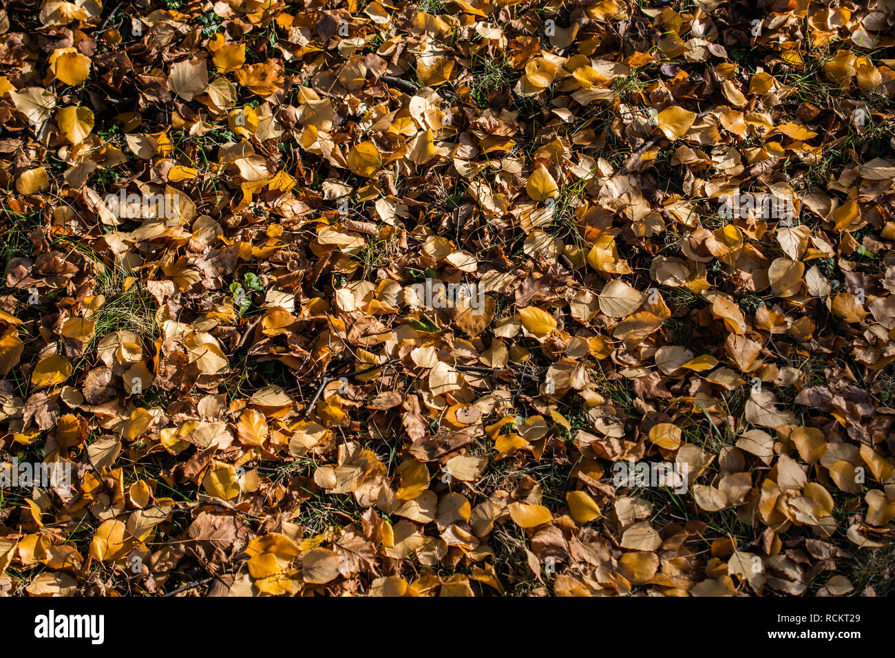 Getrocknete Blätter Textur Hintergrund im Herbst Stockfoto