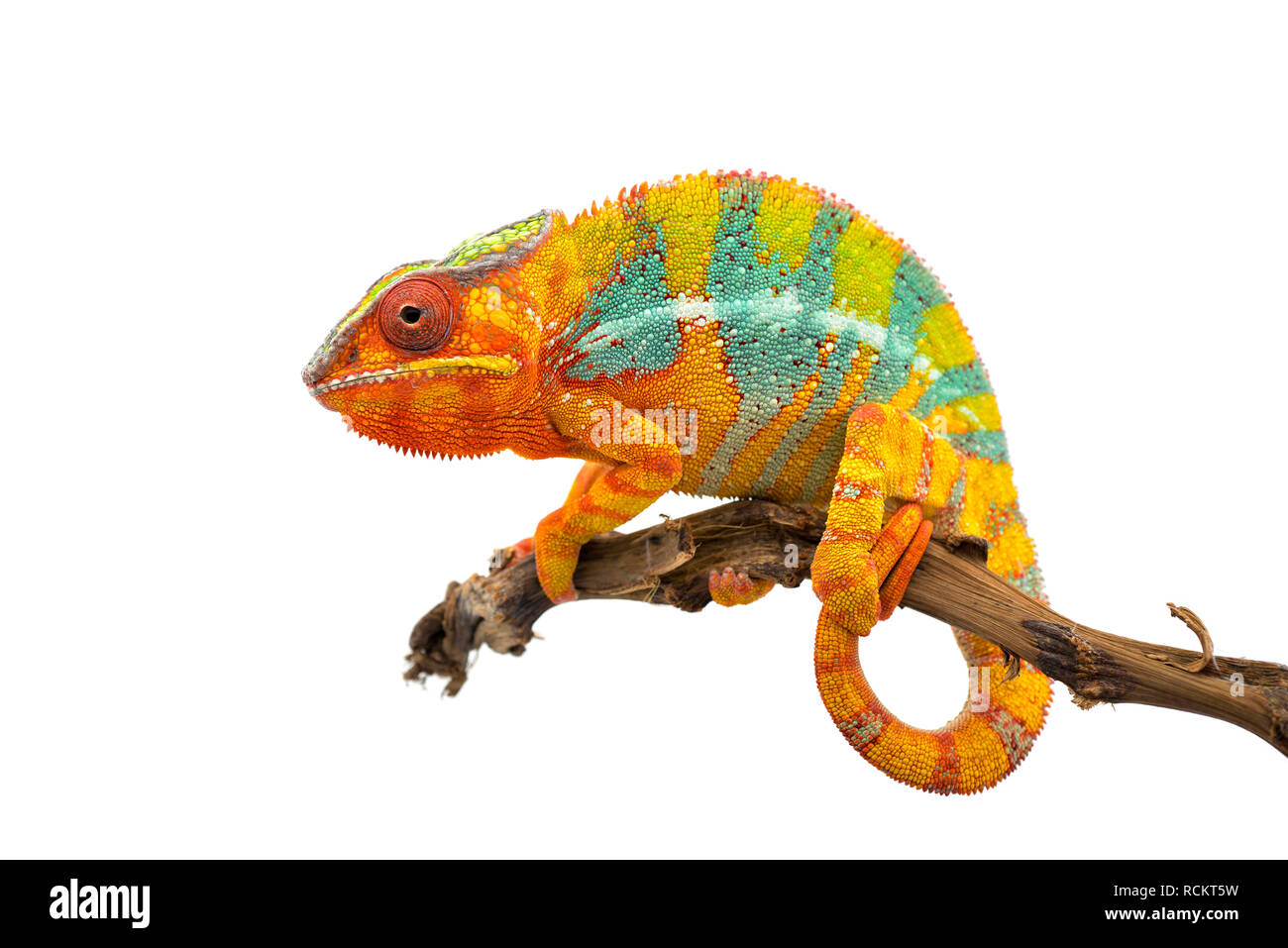 Gelbe blaue Eidechse Panther chameleon auf weißem Hintergrund Stockfoto