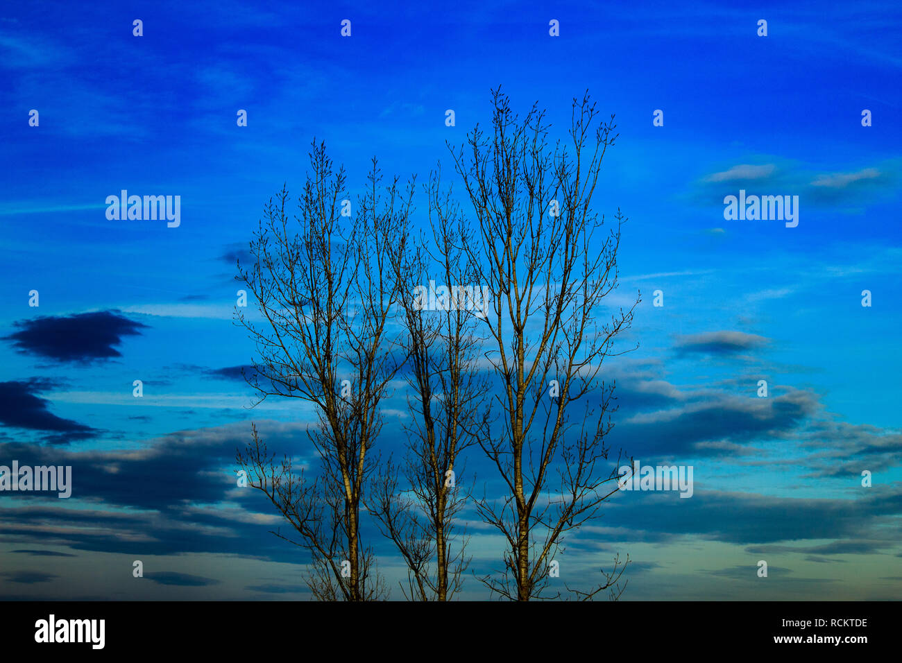 Birken sein einsam im Herbst Stockfoto
