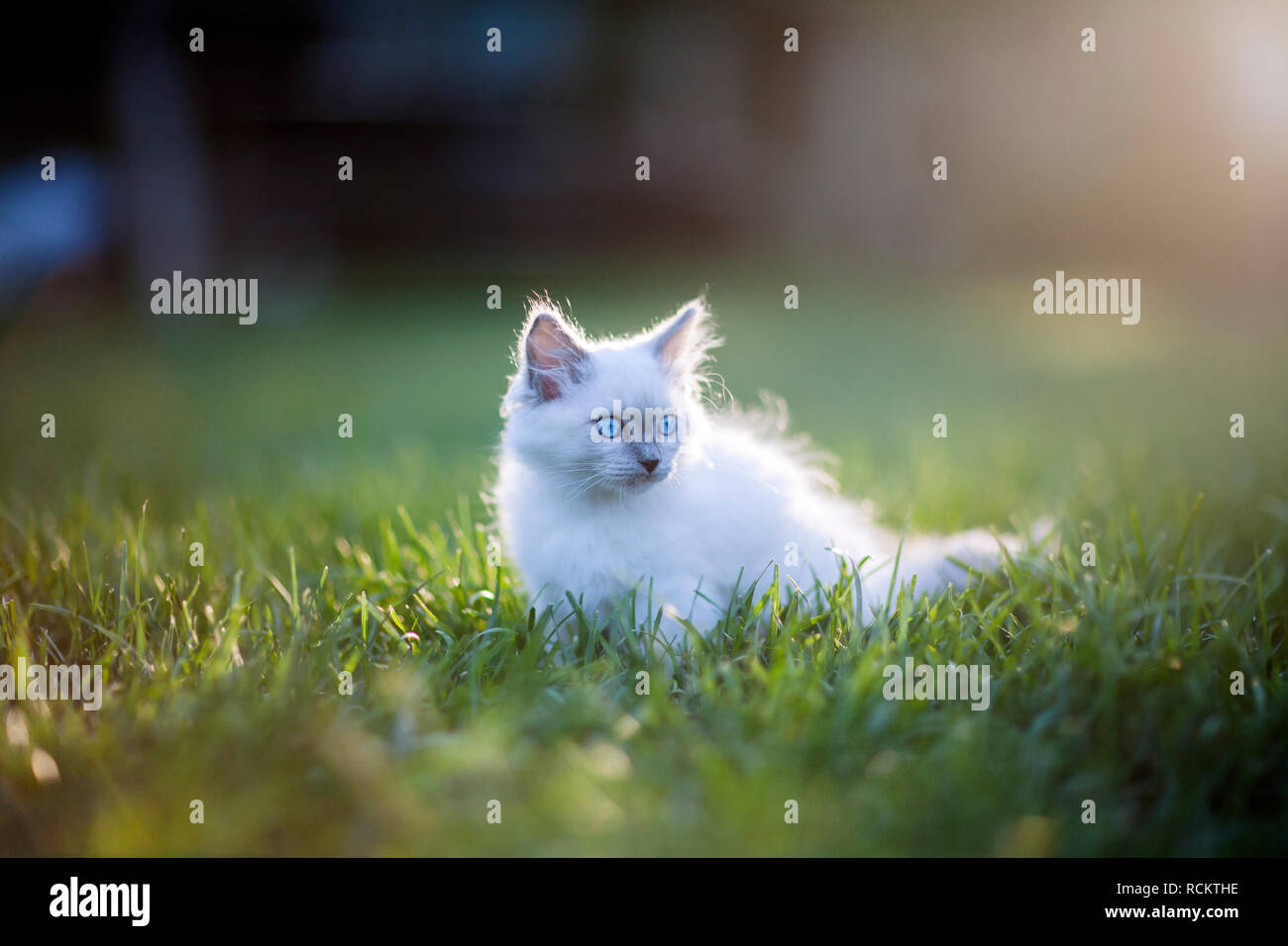 Grau Ragdoll Kitten mit blauen Augen erkunden im Gras. Stockfoto