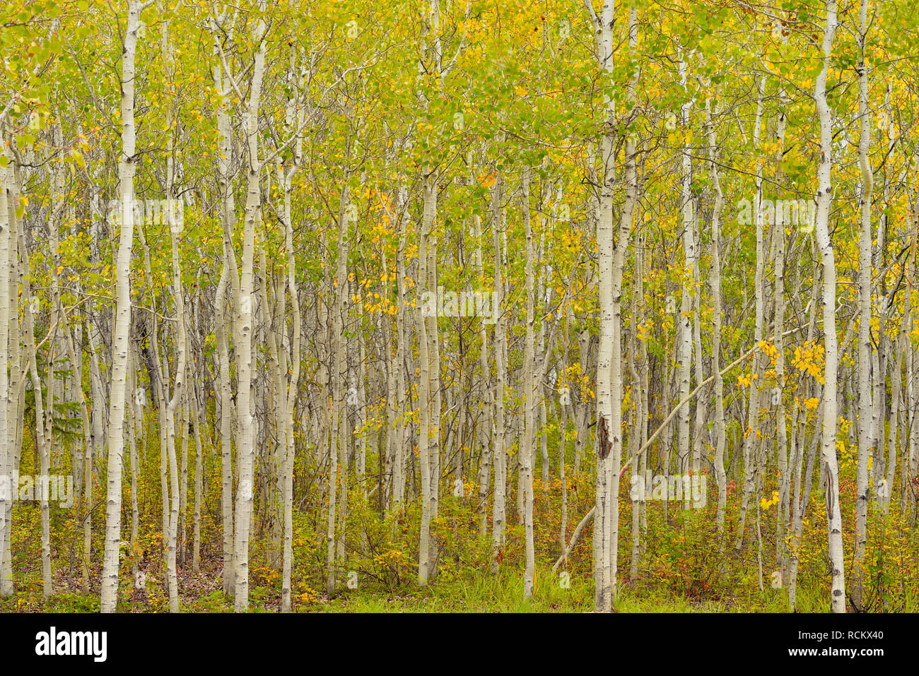 Aspen woodland im Spätsommer, Fort Providence Territorial Park, Northwest Territories, Kanada Stockfoto