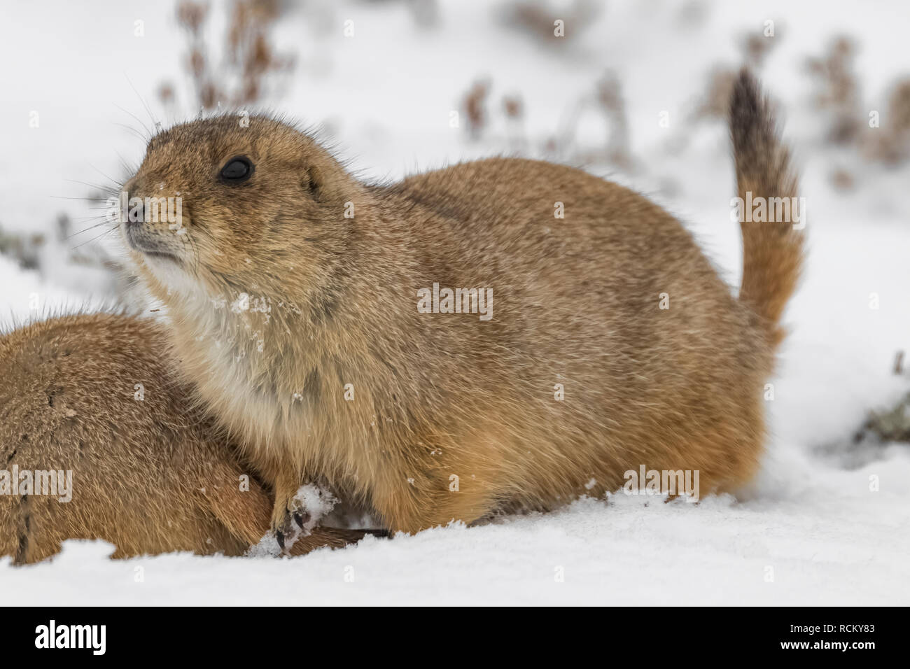 Schwarz-tailed Prairie Dog, Cynomys ludovicianus, von den entstanden auf einem schneebedeckten November Tag zu füttern, im Süden von Theodore Roosevelt National Par Stockfoto