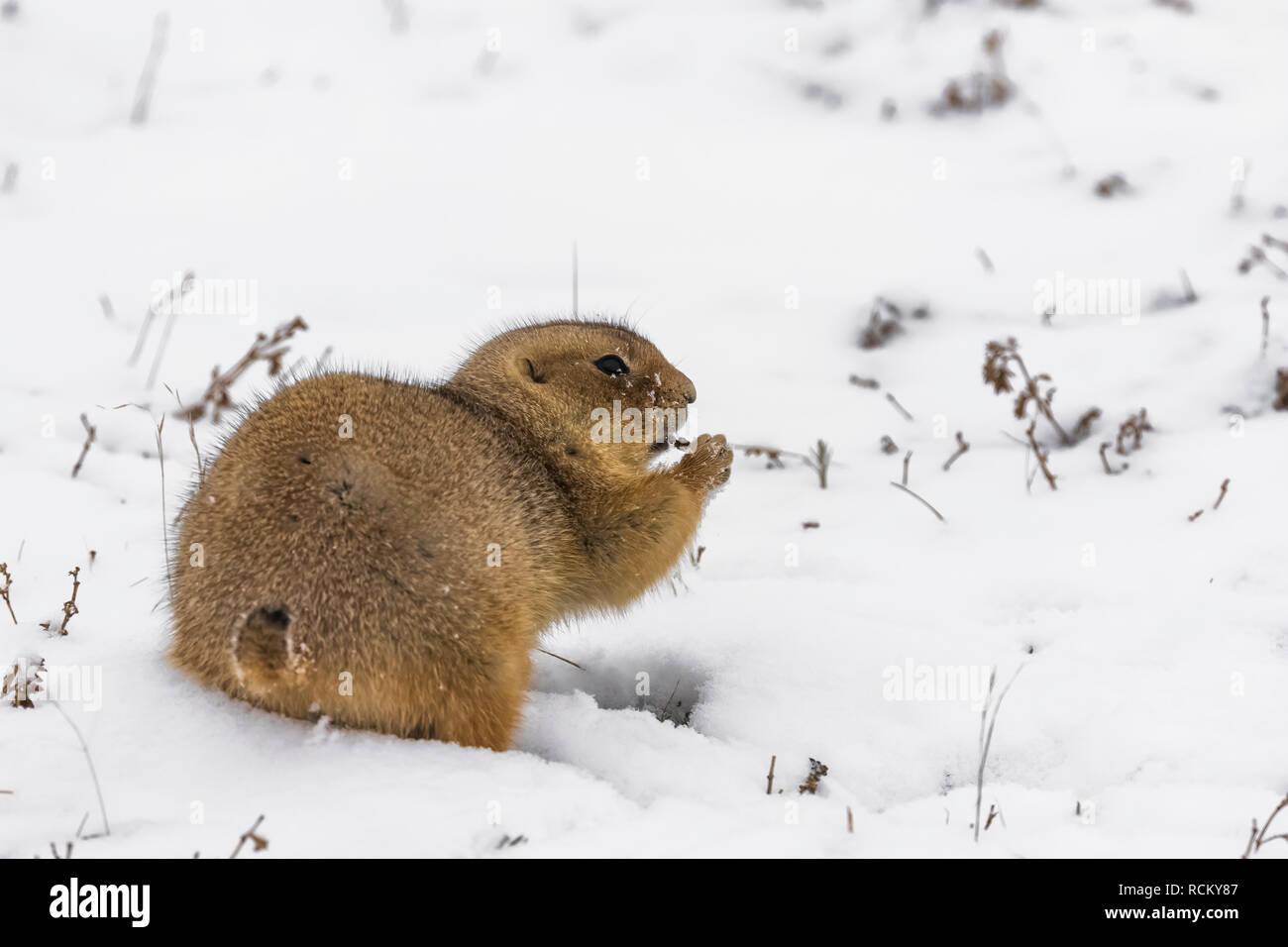 Schwarz-tailed Prairie Dog, Cynomys ludovicianus, von den entstanden auf einem schneebedeckten November Tag zu füttern, im Süden von Theodore Roosevelt National Par Stockfoto