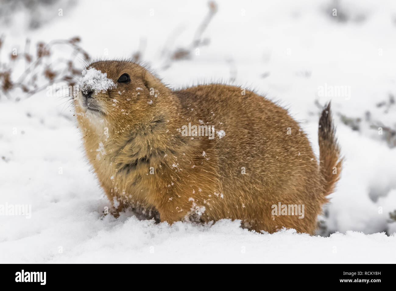 Schwarz-tailed Prairie Dog, Cynomys ludovicianus, von den entstanden auf einem schneebedeckten November Tag zu füttern, im Süden von Theodore Roosevelt National Par Stockfoto