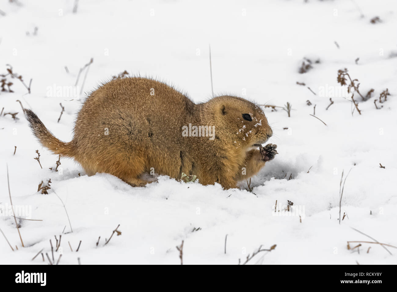 Schwarz-tailed Prairie Dog, Cynomys ludovicianus, von den entstanden auf einem schneebedeckten November Tag zu füttern, im Süden von Theodore Roosevelt National Par Stockfoto