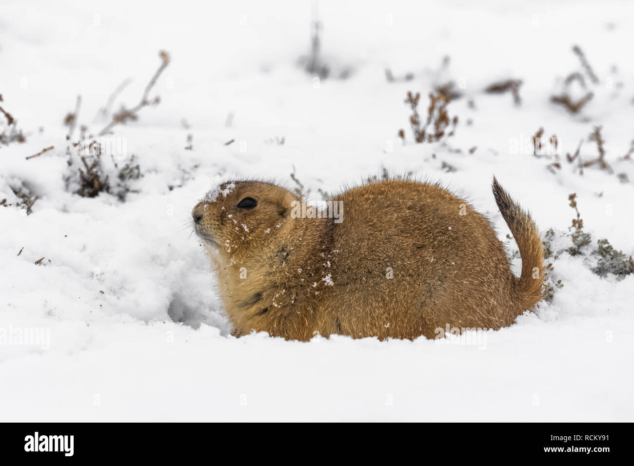 Schwarz-tailed Prairie Dog, Cynomys ludovicianus, von den entstanden auf einem schneebedeckten November Tag zu füttern, im Süden von Theodore Roosevelt National Par Stockfoto