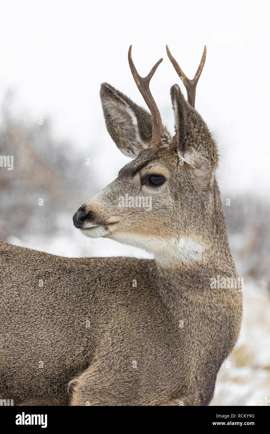 Rehe, Odocoileus hemionus, Buck mit Geweih während eines winterlichen November im Süden von Theodore Roosevelt National Park, North Dakota, USA Stockfoto