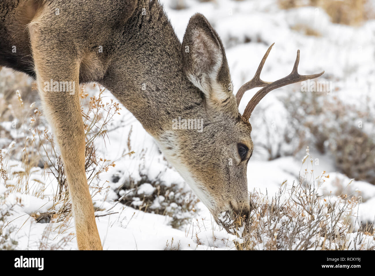 Rehe, Odocoileus hemionus, Buck mit Geweih während eines winterlichen November im Süden von Theodore Roosevelt National Park, North Dakota, USA Stockfoto