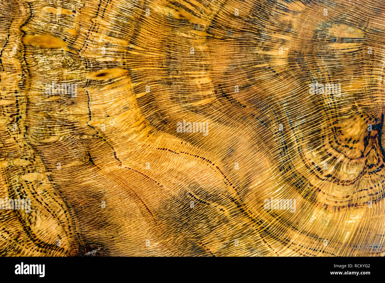 Holz Korn auf Schüssel vom Burl eines wilden Black Cherry (Prunus serotina), einem gemeinsamen Baum des östlichen Nordamerika. Stockfoto