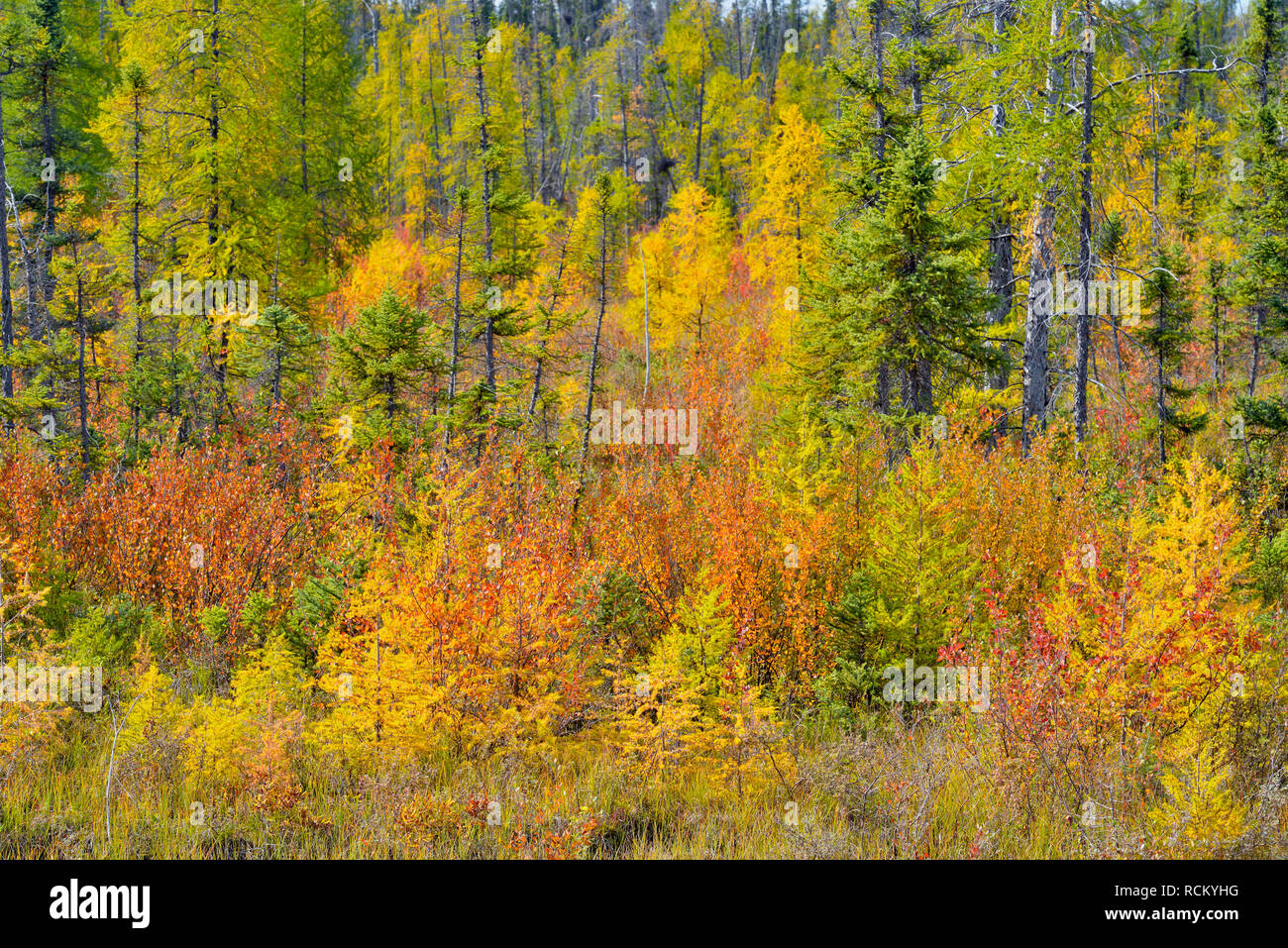 Zwerg, Birke, Lärche und Fichte in einem sumpfigen Feuchtgebietes, entlang Highway 1, Kakisa, Northwest Territories, Kanada Stockfoto