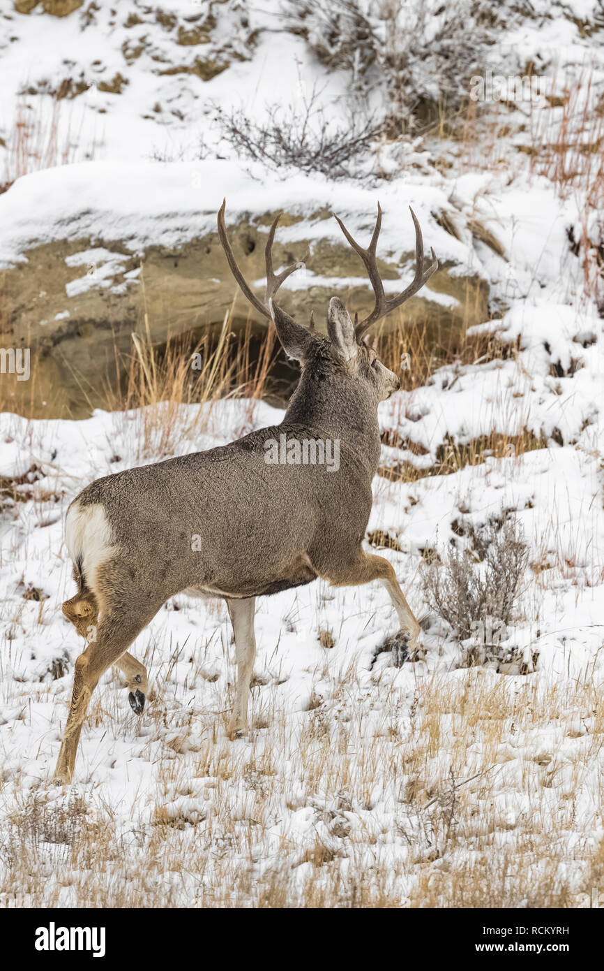 Rehe, Odocoileus hemionus, Buck mit Geweih während eines winterlichen November im Süden von Theodore Roosevelt National Park, North Dakota, USA Stockfoto