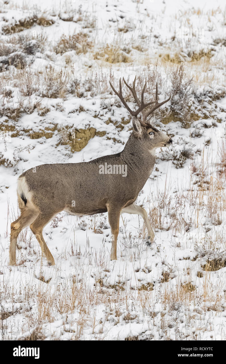 Rehe, Odocoileus hemionus, Buck mit Geweih während eines winterlichen November im Süden von Theodore Roosevelt National Park, North Dakota, USA Stockfoto