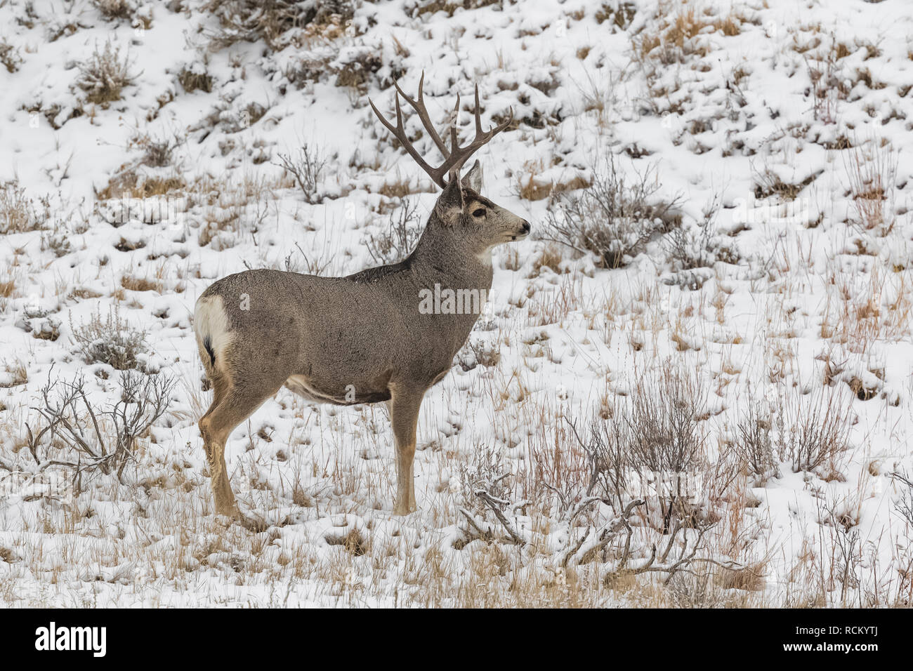 Rehe, Odocoileus hemionus, Buck mit Geweih während eines winterlichen November im Süden von Theodore Roosevelt National Park, North Dakota, USA Stockfoto
