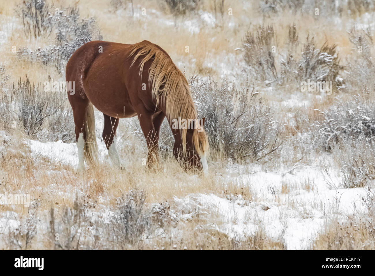 Wildes Pferd, Equus caballus, Beweidung in einer verschneiten November Grasland im Süden von Theodore Roosevelt National Park, North Dakota, USA Stockfoto