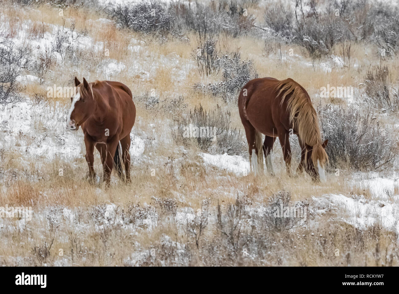 Wilde Pferde, Equus caballus, Beweidung in einer verschneiten November Grasland im Süden von Theodore Roosevelt National Park, North Dakota, USA Stockfoto