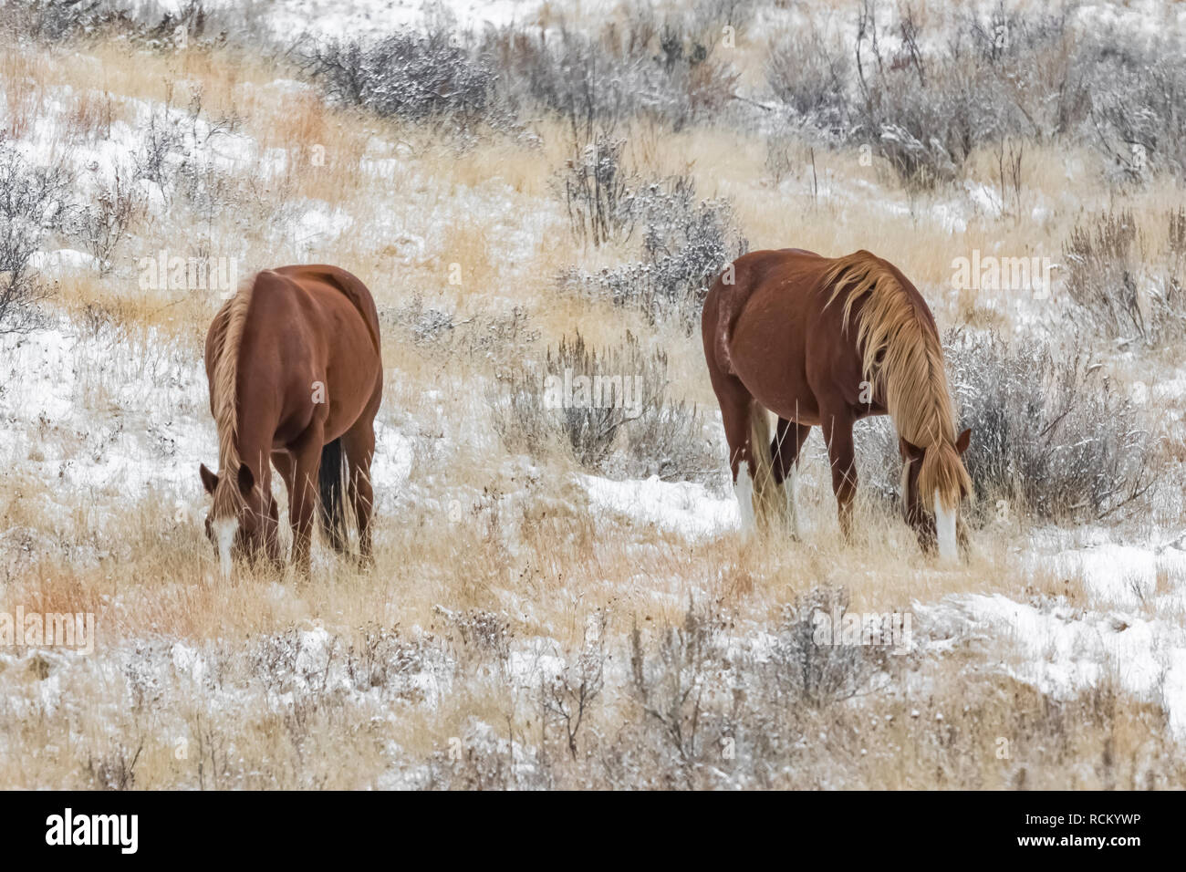 Wilde Pferde, Equus caballus, Beweidung in einer verschneiten November Grasland im Süden von Theodore Roosevelt National Park, North Dakota, USA Stockfoto