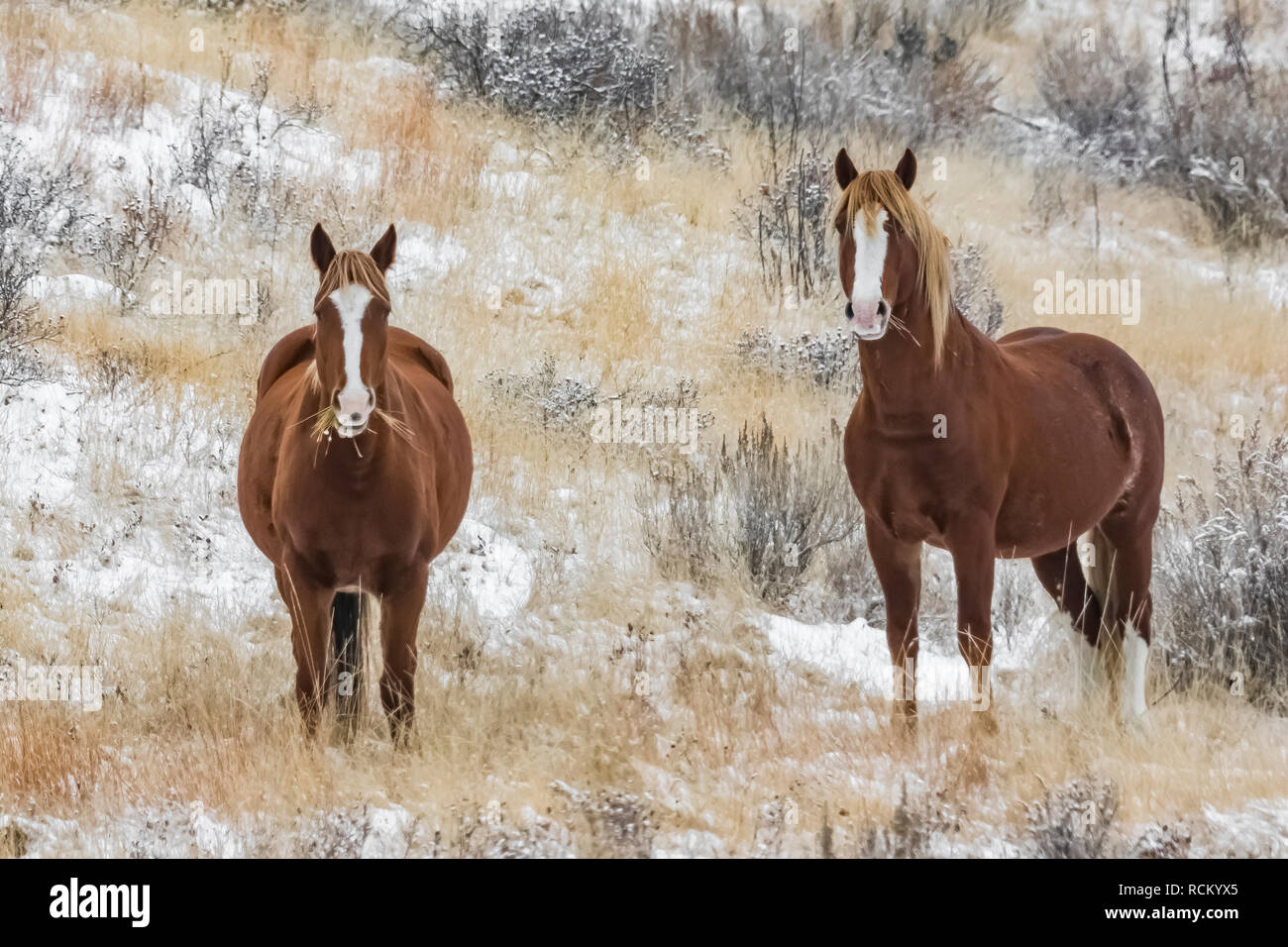 Wilde Pferde, Equus caballus, Beweidung in einer verschneiten November Grasland im Süden von Theodore Roosevelt National Park, North Dakota, USA Stockfoto