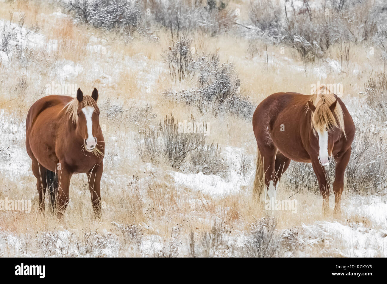 Wilde Pferde, Equus caballus, Beweidung in einer verschneiten November Grasland im Süden von Theodore Roosevelt National Park, North Dakota, USA Stockfoto