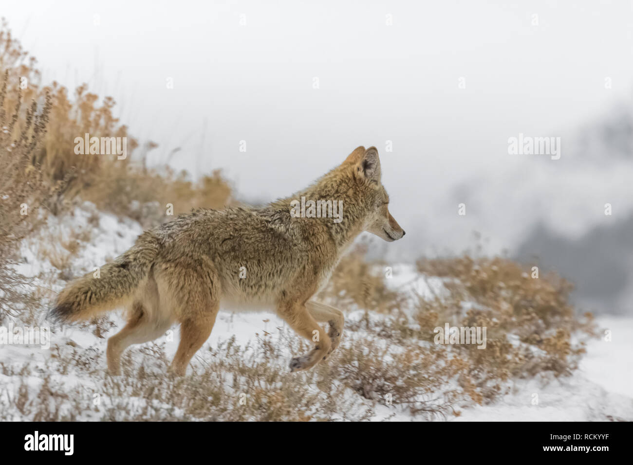 Coyote, Canis yogiebeer, unterwegs, auf der Jagd nach Beute in den verschneiten November Landschaft im Süden von Theodore Roosevelt National Park, North Dako Stockfoto