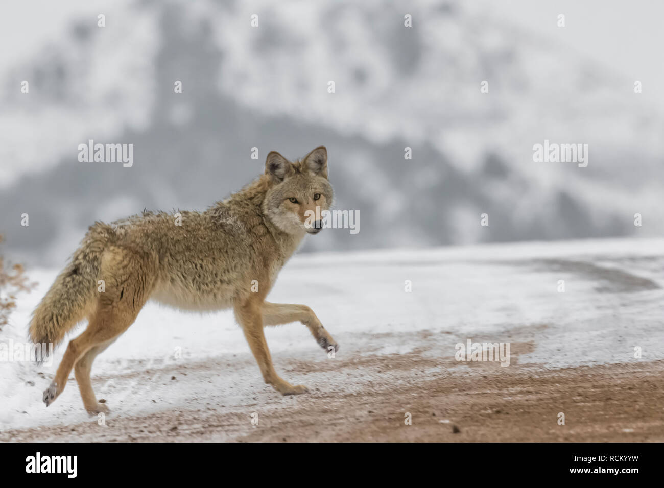 Coyote, Canis yogiebeer, unterwegs, auf der Jagd nach Beute in den verschneiten November Landschaft im Süden von Theodore Roosevelt National Park, North Dako Stockfoto