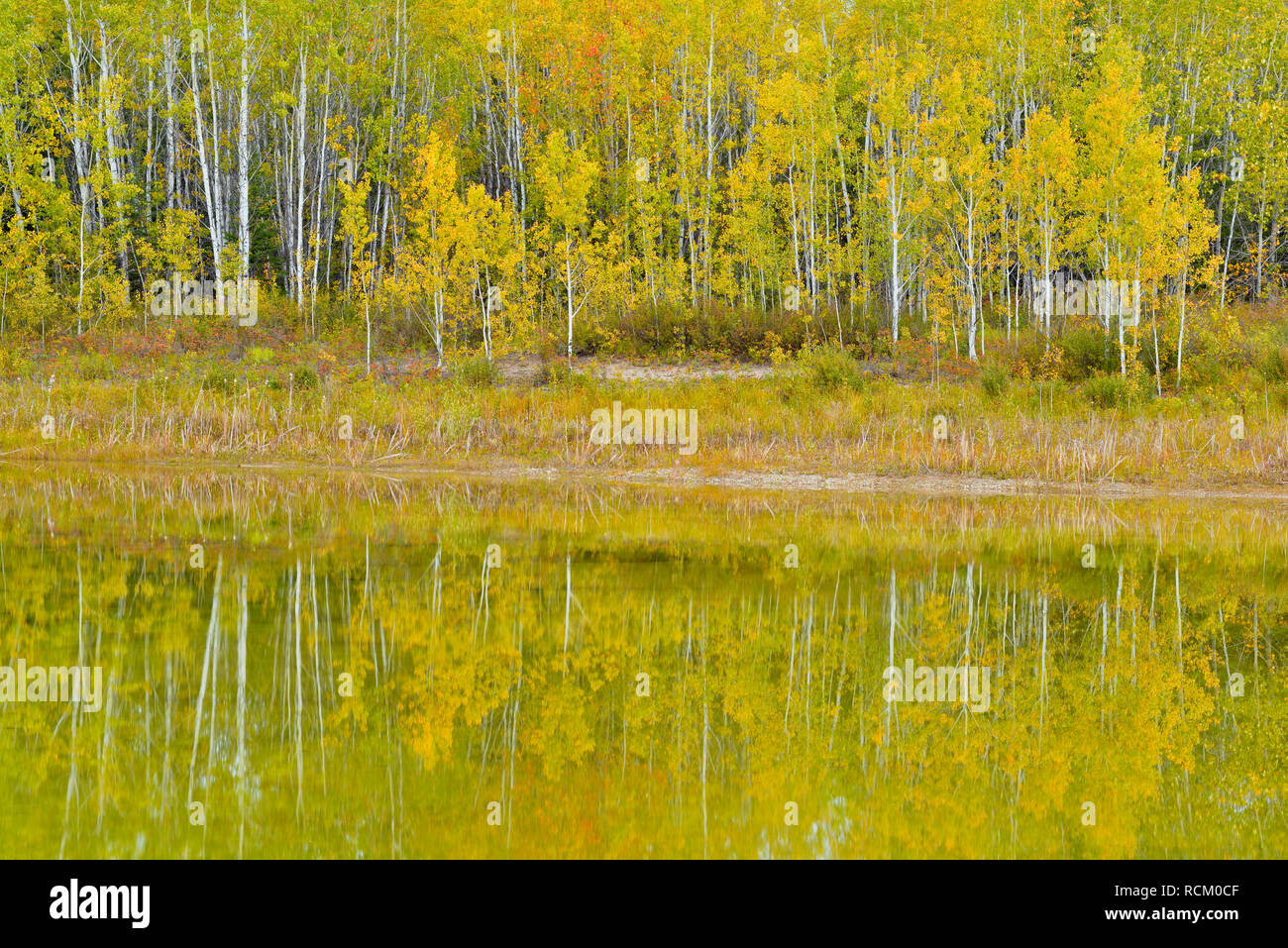 Herbst Espen in einem kleinen Teich, Fort Providence, Northwest Territories, Kanada wider Stockfoto