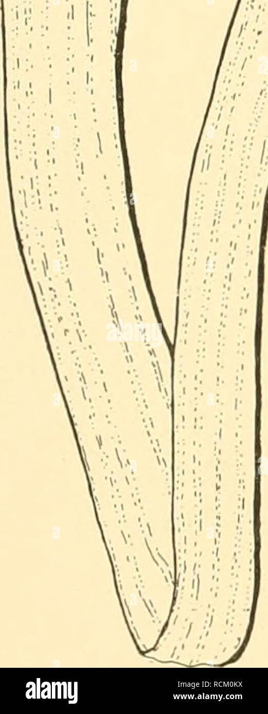 . Deutsche Südpolar-Expedition, 1901-1903, im, Aufträge des Reichsamtes des Innern. Gauss (Schiff); Wissenschaftliche Expeditionen; Antarktis. TubiiLaria. Mit tubulariden Perisarkrohr chitinisiertem, festem und festsitzenden Gonophoren. Tubularia indivisa L. Abb. 3. Zusammen mit Coryne conferta wurde in Mytüus Magellanicus am 15. Februar 1903 von Dr. Werth eine Kolonie von Tubularia ge-sammelt, in der ich sterben von Studer in den Zoo - logischen Ergebnissen der Gazelle-Expedition 1) kurz beschriebene und abgebildete Tubularia kerguelensis wiederzufinden hoffte, um-sterben-schreibung vervollständigen zu kön Stockfoto