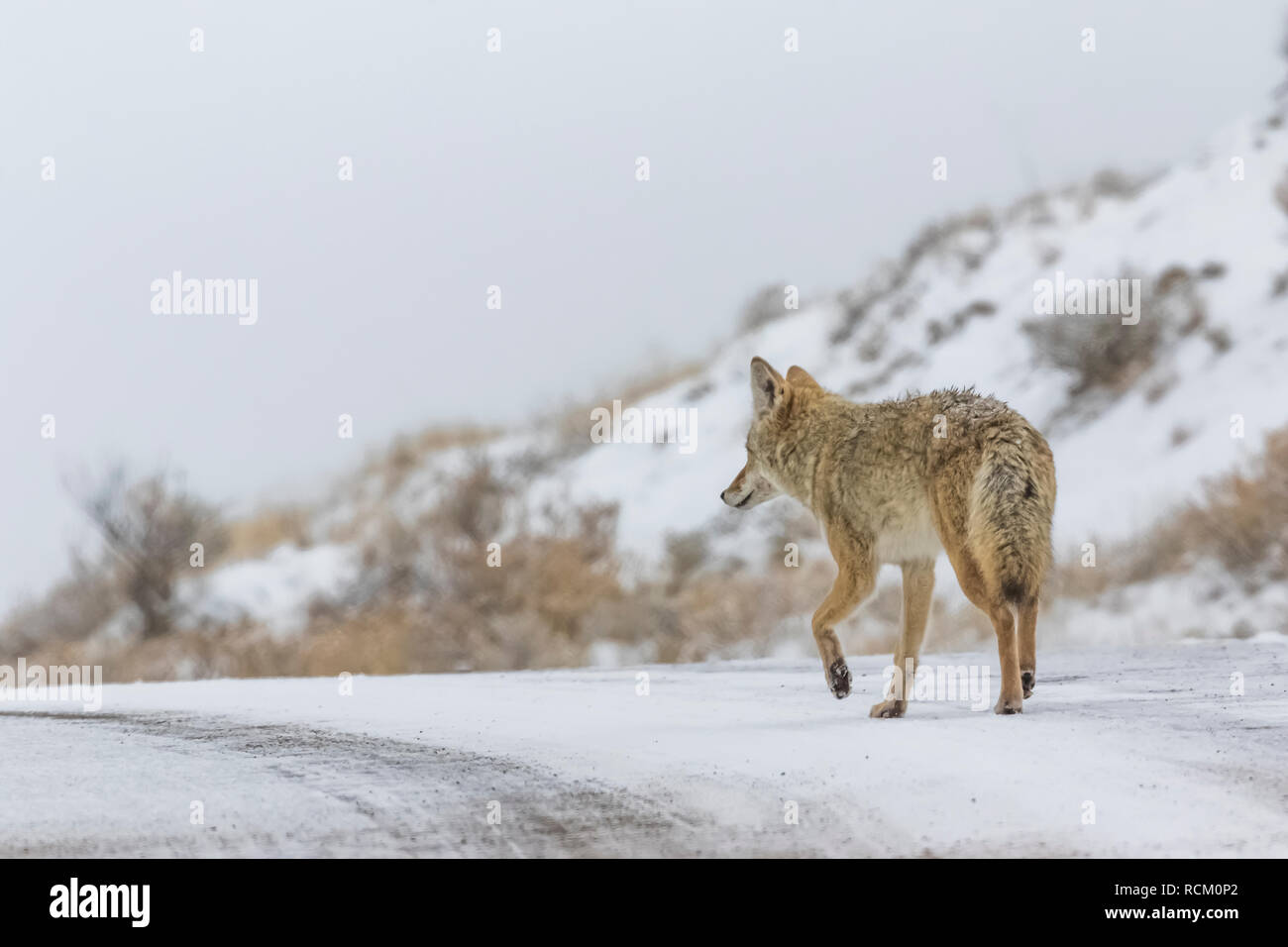 Coyote, Canis yogiebeer, auf dem der Park Road, auf der Jagd nach Beute in den verschneiten November Landschaft im Süden von Theodore Roosevelt National Park, North Stockfoto