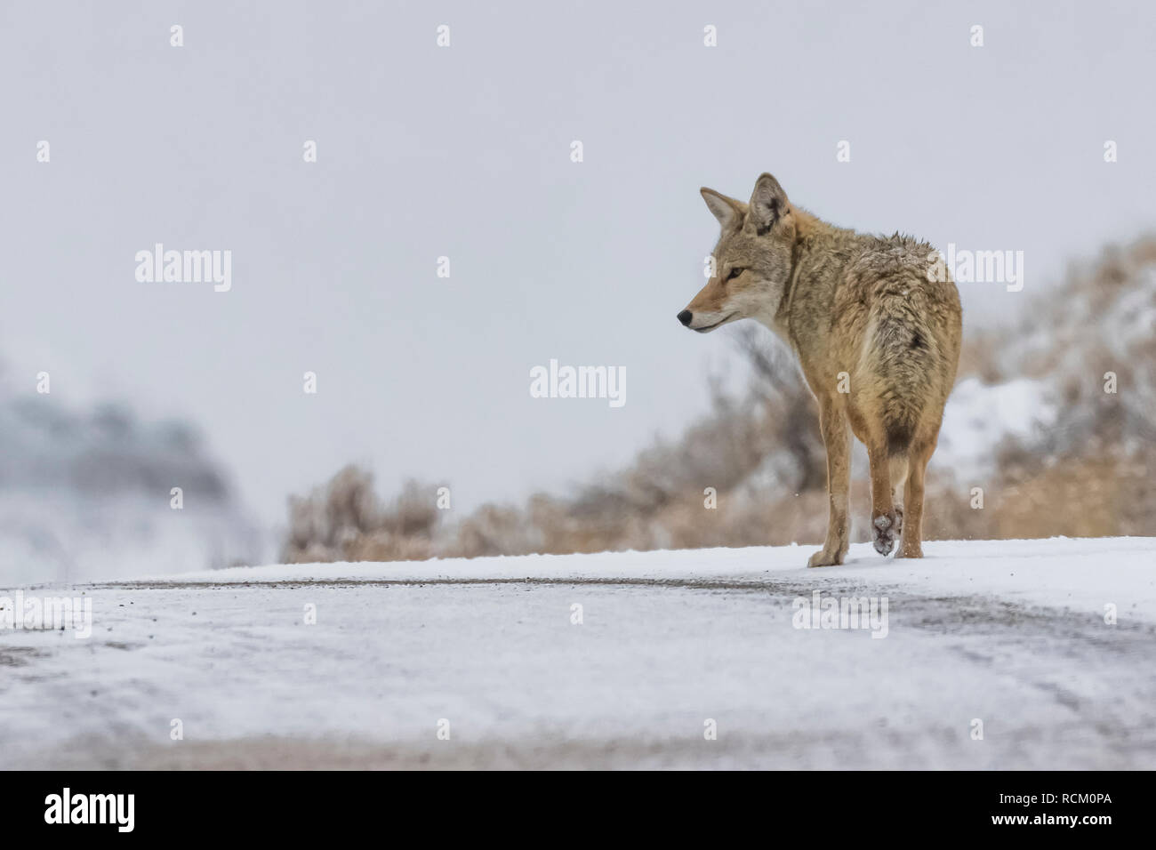Coyote, Canis yogiebeer, auf dem der Park Road, auf der Jagd nach Beute in den verschneiten November Landschaft im Süden von Theodore Roosevelt National Park, North Stockfoto