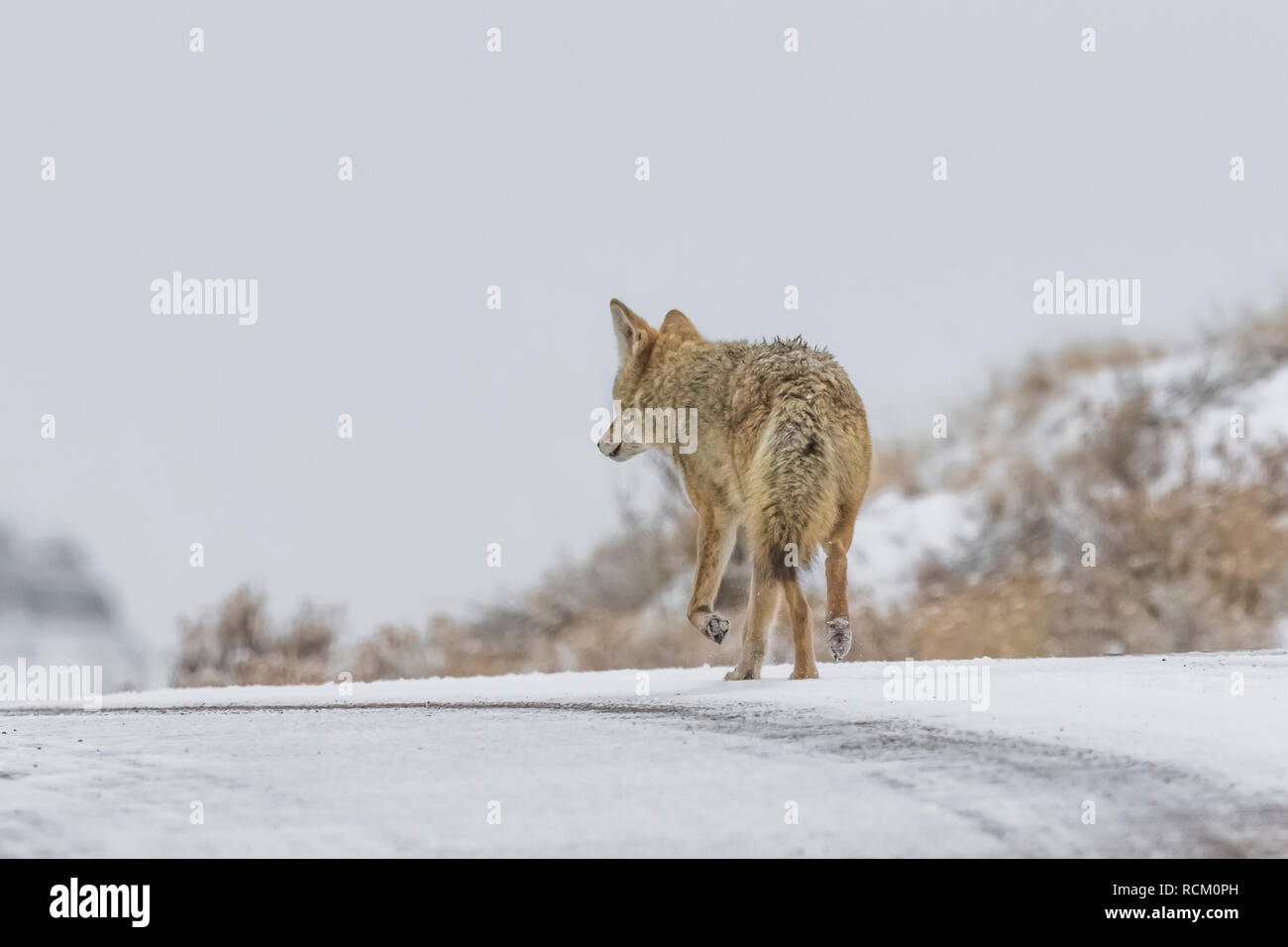 Coyote, Canis yogiebeer, auf dem der Park Road, auf der Jagd nach Beute in den verschneiten November Landschaft im Süden von Theodore Roosevelt National Park, North Stockfoto