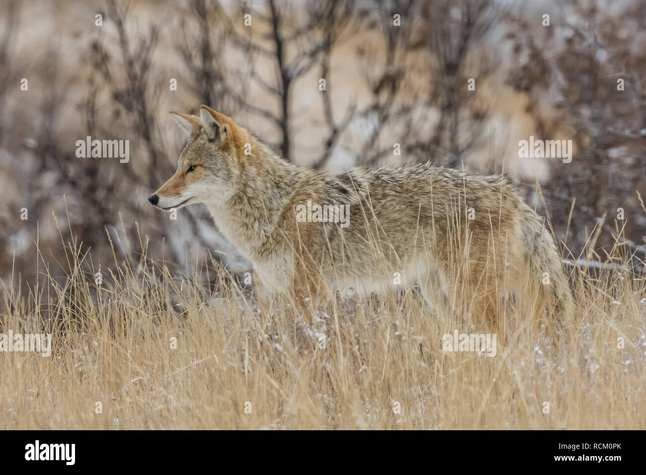 Coyote, Canis yogiebeer, unterwegs, auf der Jagd nach Beute in den verschneiten November Landschaft im Süden von Theodore Roosevelt National Park, North Dako Stockfoto