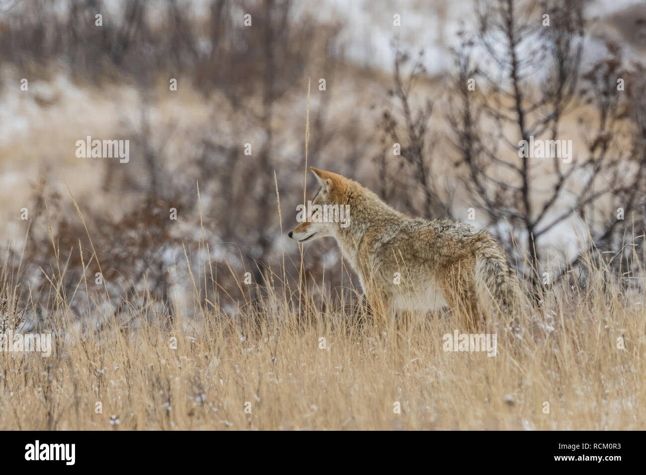 Coyote, Canis yogiebeer, unterwegs, auf der Jagd nach Beute in den verschneiten November Landschaft im Süden von Theodore Roosevelt National Park, North Dako Stockfoto