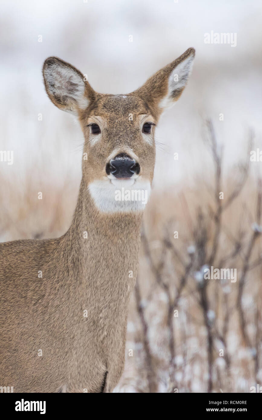 Weißwedelhirsche, Odocoileus virginiana, auf die Warnung im November im Süden von Theodore Roosevelt National Park, North Dakota, USA Stockfoto