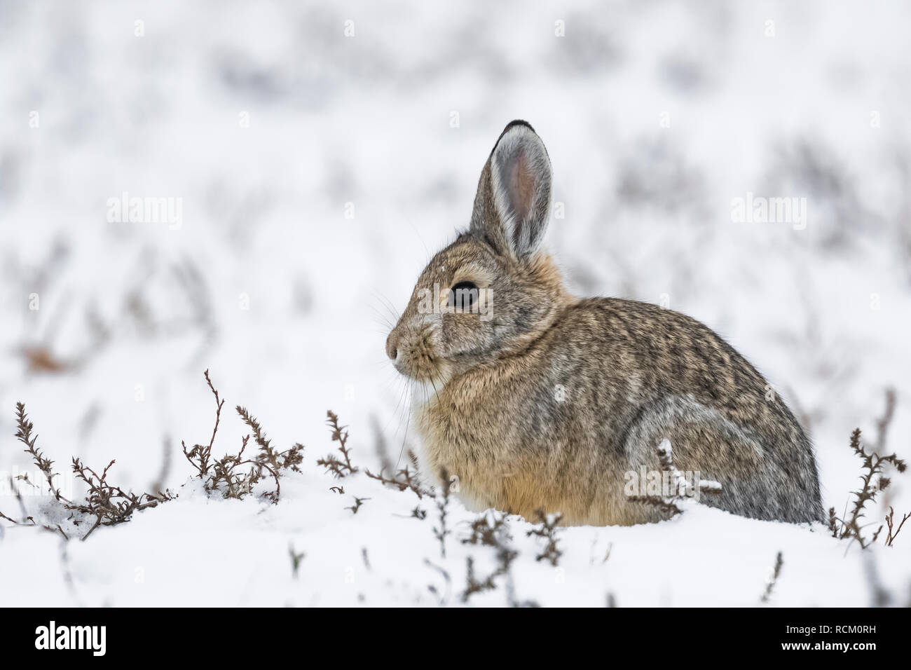 Wüste Cottontail, Sylvilagus audubonii, Nahrungssuche in einem schneebedeckten Prärie im Süden von Theodore Roosevelt National Park, North Dakota, USA Stockfoto