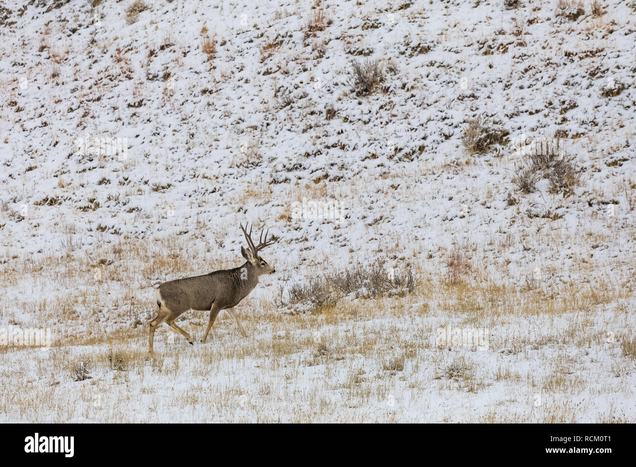 Rehe, Odocoileus hemionus, Buck mit Geweih während eines winterlichen November Theodore Roosevelt National Park, North Dakota, USA Stockfoto