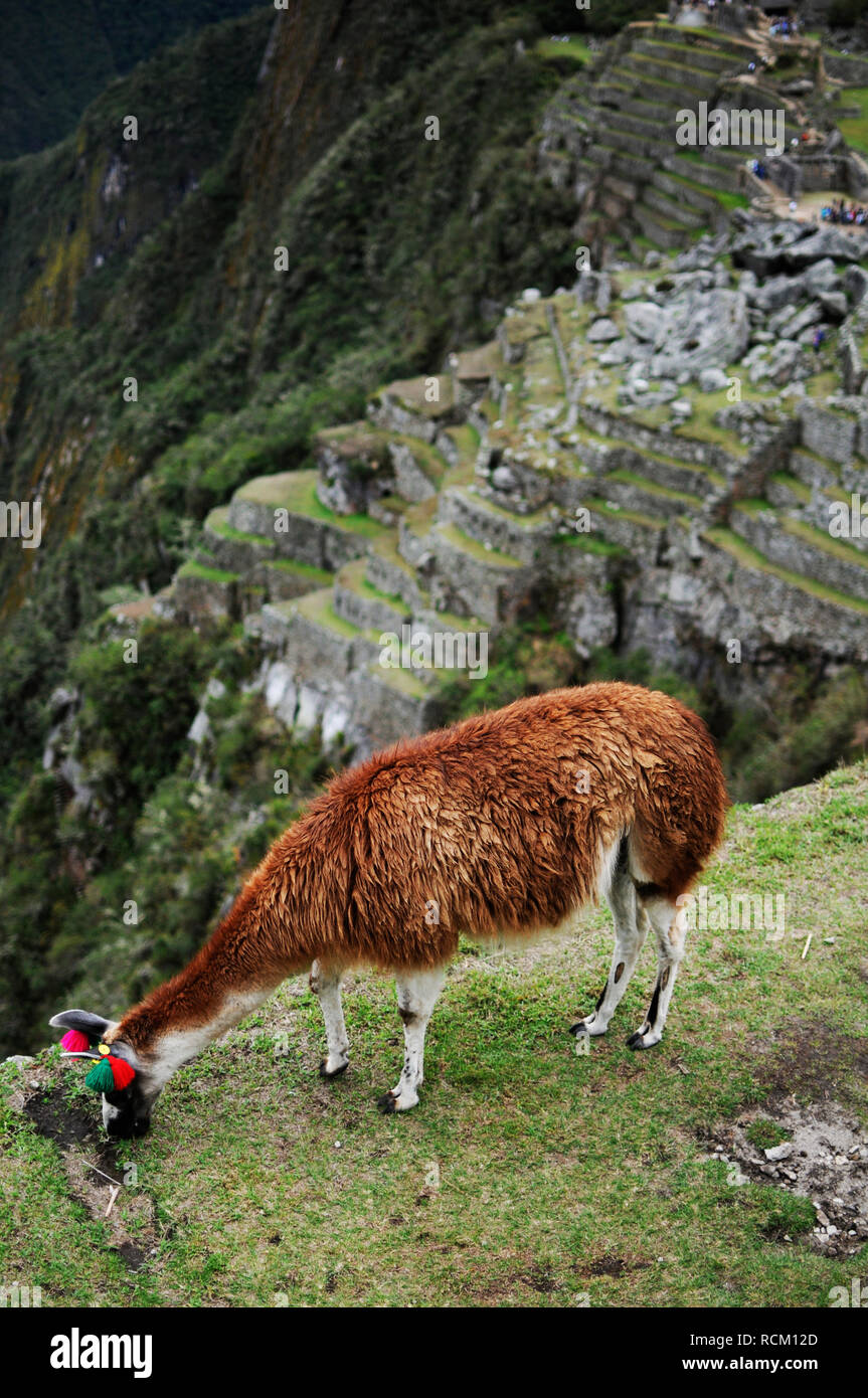 Ein Lama essen auf einer Terrasse am Machu Picchu, Peru. Stockfoto