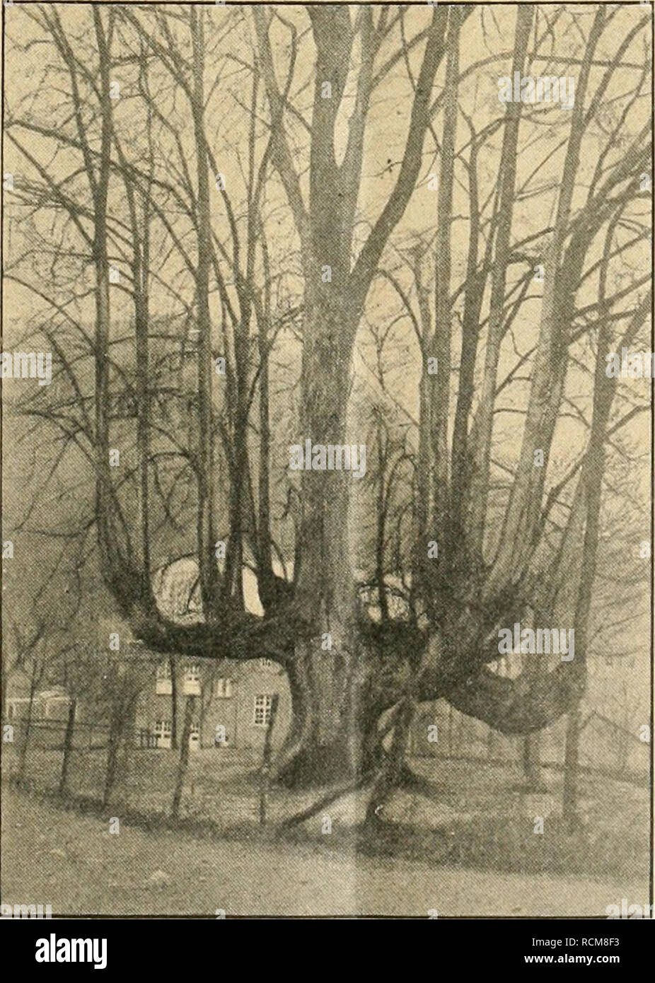 . Gartenwelt sterben. Im Garten arbeiten. XXIII, 21 Sterben Garten weit. 165 Siedlung; sind doch sterben Siedlungen ein dringendes Bedürfnis anerkannt nicht allein im Interesse der Minderbemittelten. Das Wesen, die Bedeutung und Wärmebehandlung schon bei Aufteilung der Pläne zu berücksichtigen ist allein im bau-technischen Sinne so überaus wertvoll, daß es den Wert vergrößern heißt, wenn die Gründer der Gemeinschaftssied-lungen mit Bau-bezw. Gartenarchitekten gemeinsam stirbt-bezügliche GMBH in Liq. pflegen. Es soll ja nicht nur ein ein-wirtschaftliches Bedürfnis befriedigt werden erkannt, sondern Architektur, Kunst un Stockfoto