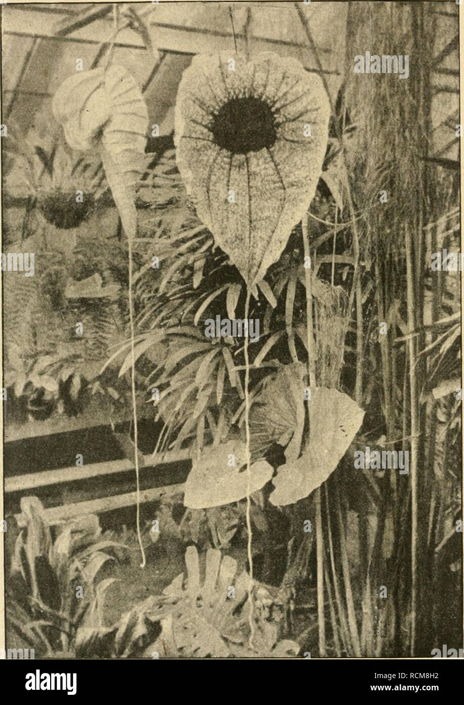 . Gartenwelt sterben. Im Garten arbeiten. 164 sterben Gartenwelt. XXIII, 20 gepflanzt, gedeiht This seltene Pflanze mit ihrer bohnenähn - Flechten Belaubung fast mühelos. Im Herbst sind die Triebe stark zurückzuschneiden und die Pflanze ist dann bis zum März nur wenig zu bewässern. Die Vermehrung erfolgt im Frühjahr und Sommer durch Stecklinge. Die Aufnahme stammt aus der Privatgärtnerei der Frau Kommerzienrat Schütte in Berlin - Steglitz, einer begeisterten Förderin des Gartenbaues, welchen. Nonne sehr vorsichtig in eine durchlochte Orchideenschale. Schon Anfang April reichte der Platz in dem einen Geviertmeter gr Stockfoto