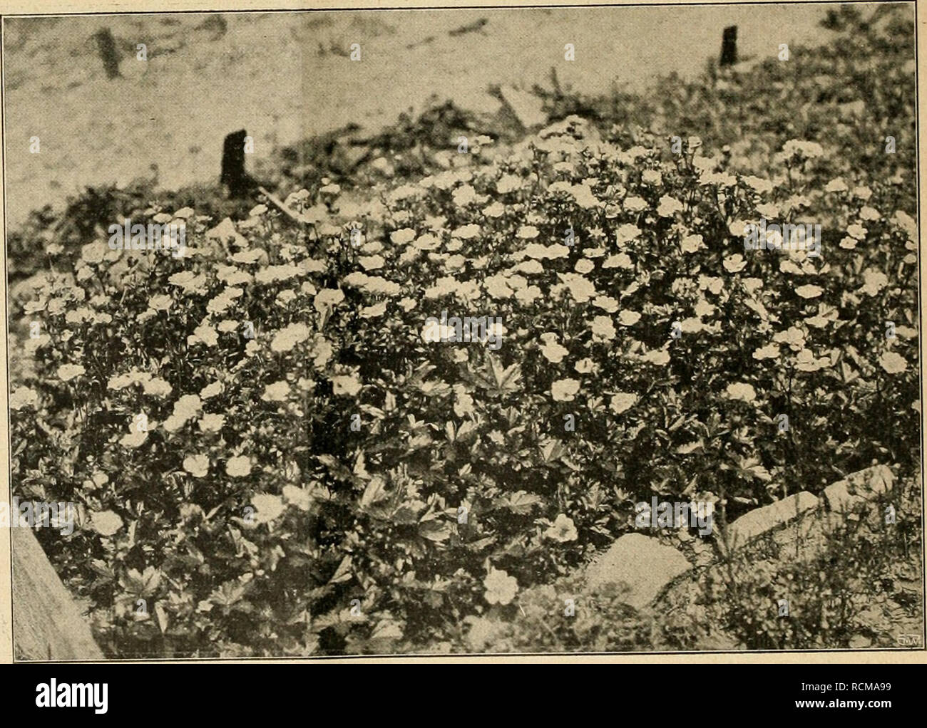 . Gartenwelt sterben. Im Garten arbeiten. Ranunculus carpathicus. hohen, gut verzweigten Blütenschaft hervor, zeigt auch sonst in Wuchs und Hallung jene derbe, feste Gedrungenheit, wie sie nur die Bergluft hebt, und ist bei thunfischwadenfänger Reidiblumigkeit ein fes-Selnder Leuchtpunkt jedes Steingartens, dessen Ost- und Nordseite Äh-Platz findet. Leh-Mige, frische, aber niederländisch-lässige Humuserde und nicht grell besonnter Standort / Dm groß-Laubigen Bergkinde - sondersgut zu sein; hier weckt es mit-großen, flachen, tief dottergelben Blütenschüsseln ganz Ihr-vorragende Eindrücke. - Im Som Stockfoto
