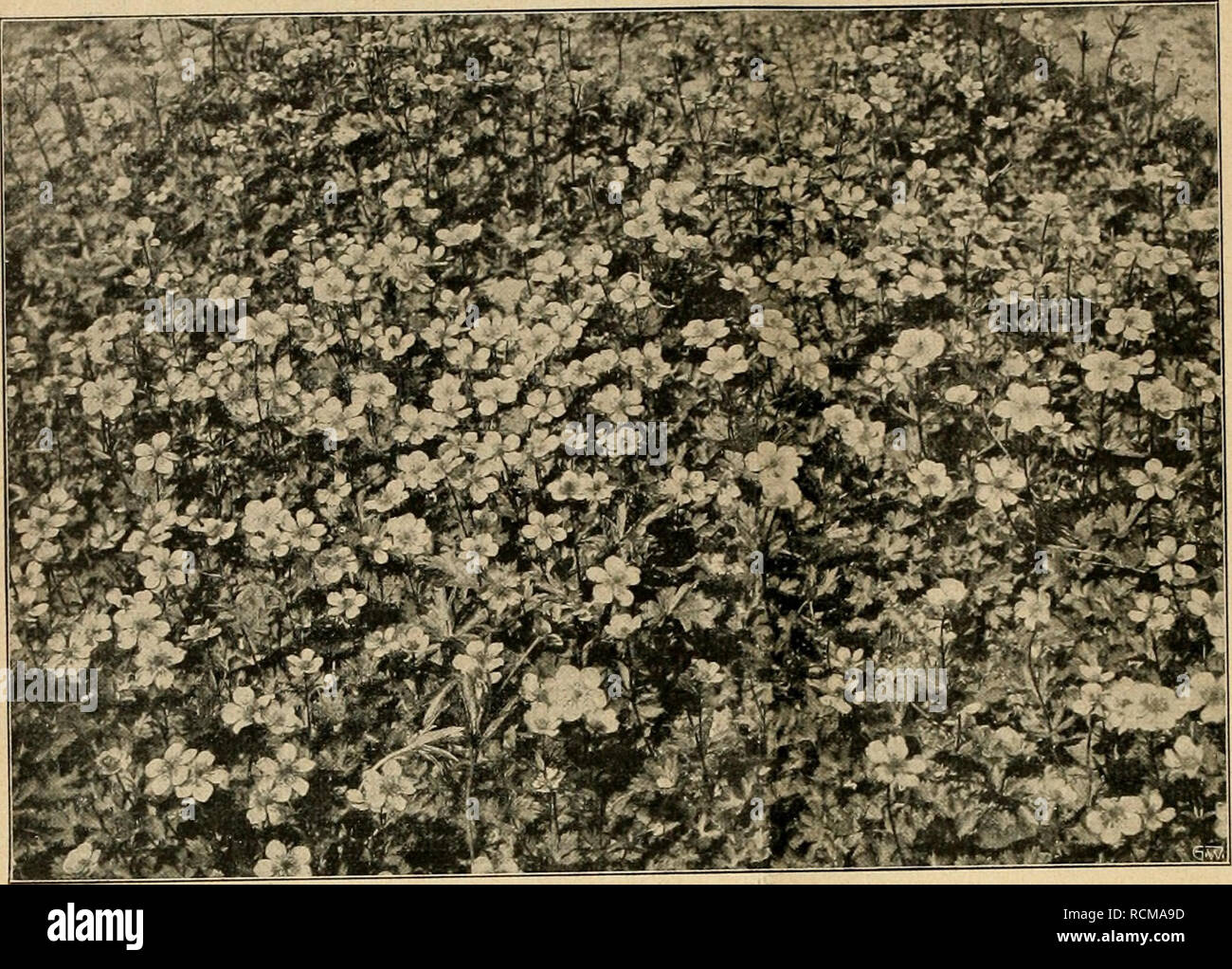 . Gartenwelt sterben. Im Garten arbeiten. 506 sterben Gartenwelt. XVn, 37. Ranunculus carpathicus. hohen, gut verzweigten Blütenschaft hervor, zeigt auch sonst in Wuchs und Hallung jene derbe, feste Gedrungenheit, wie sie nur die Bergluft hebt, und ist bei thunfischwadenfänger Reidiblumigkeit ein fes-Selnder Leuchtpunkt jedes Steingartens, dessen Ost- und Nordseite Äh-Platz findet. Leh-Mige, frische, aber niederländisch-lässige Humuserde und nicht grell besonnter Standort / Dm groß-Laubigen Bergkinde - sondersgut zu sein; hier weckt es mit-großen, flachen, tief dottergelben Blütenschüsseln ganz Ihr-v Stockfoto