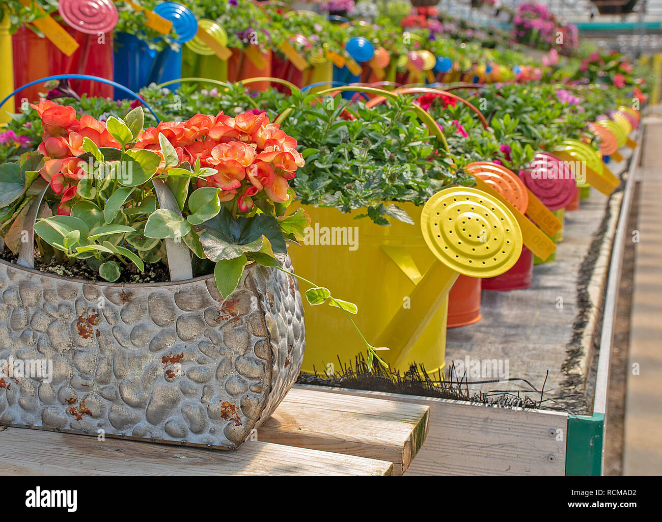 Reihe von bunten Gießkannen mit Sommer Pflanzen im Gewächshaus gefüllt Stockfoto