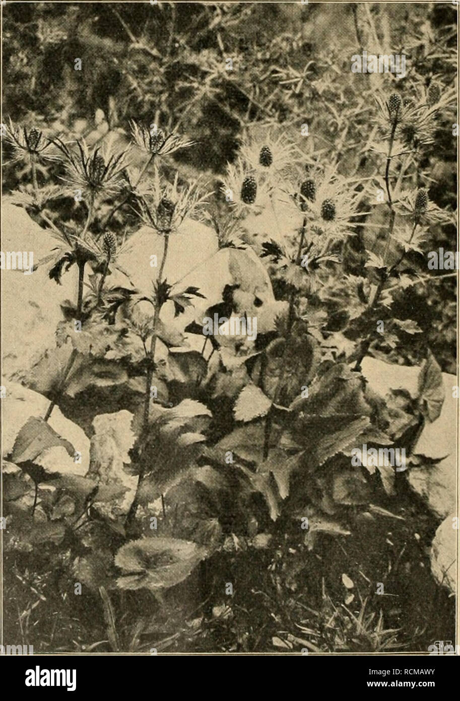 . Gartenwelt sterben. Im Garten arbeiten. 478 t) ie Garten weit. XV, 35 allgemeine Bezeichnung, die auch für viele wirkliche Distel - Arten von Zierwert gebräuchlich ist. Mit den Disteln haben sterben Eryngium jedoch nur die Eigenschaft des Stechens gemein, allerdings oft in reichlichem Maße, da bei manchen Arten Blätter und Blütenhülle förmlich von dornspitzigen Zähner starren. Verwandtschaft im botanischem Sinne besteht keine mit den Disteln, da this in die artenreiche Familie der Korb - blütler Start, 5/6 sterben Eryngium zu den Doldenblütlern zählen. Der eigentliche deutsche Namen für Eryngium ist "Mannstre Stockfoto