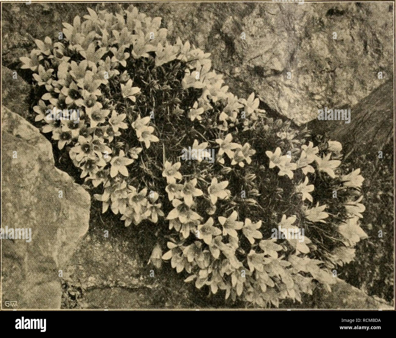 . Gartenwelt sterben. Im Garten arbeiten. XV, 25 Sterben Garten weit. 345. Wie schon oben erwähnt, ist Sterben Anpflan-zung Departments Technik Geschlechter Hauptbedingung', und in den Baumschulen sollte bei der Heran-Zucht in diesem Sinne gewissenhaft vor - gegangen werden. G. Deistel, Pforzheim. Hedraeanthus pumilio. Originalaufnahme für sterben" Gartenwell". Gehölze. Hippophae rhamnoides. Wie oft begegnet man in Fachkreisen der irrtümlichen Ansicht, daß of this oder jener Strauch aus irgend welchem Grunde nicht schön sei und daher auch nicht als anpflanzungswürdig erscheine. Als Beispiel einfach den Sehen - oder Sanddorn ( Stockfoto