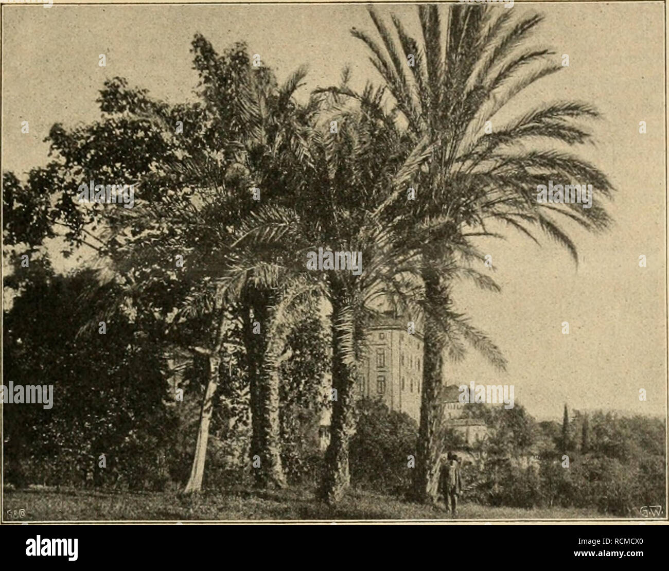 . Gartenwelt sterben. Im Garten arbeiten. VIII, 3 Gartenwelt sterben. 27 nindlichen, fünfeckigen, dunkelgrünen Blätter verleihen der Pflanze ein eigenartiges Aussehen. M. dahuricum DC. aus dem nordöstlichen Asien ist in allen Teilen kleiner als vorige. Celastrtis scandcns L., Gemeiner Baumwürger, Heimat Nord-Ost - Amerika, wächst ziemlich schnell und hoch. Es ist aber nicht ratsam, ihn eine Bäume zu pflanzen, da er This durch zu feste UmschnüruDg mit der Zeit töten wird. Zierend wirkt durch seine scharlachroten Samenniäntel und orange Kapseln. Aetinidia Kolomikta Maxim., Strahlengriffel, zeichnet sich durch eine Stockfoto