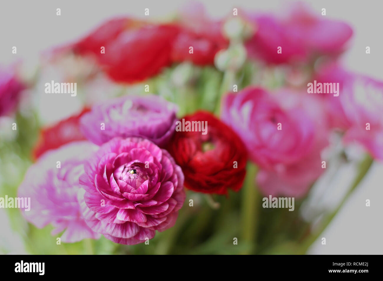 Ranunkeln Blumen Hintergrund. Vielen Dank, dass Sie sich romantische Postkarte Bild für Design lieben. Natürliches Licht Fotografie. Stockfoto